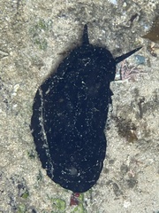 Scutus antipodes