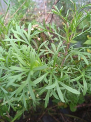 Artemisia capillaris