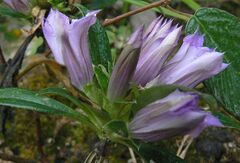 Gentiana cephalantha