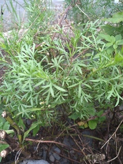 Artemisia capillaris