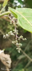 Dendrocnide meyeniana