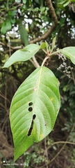 Dendrocnide meyeniana