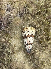 Conus imperialis