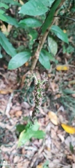Habenaria stenopetala