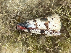 Conus imperialis