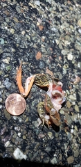 Rana draytonii