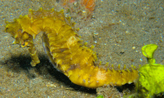 Hippocampus histrix