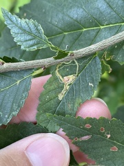 Stigmella multispicata