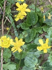 Ranunculus bullatus