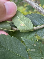 Stigmella multispicata