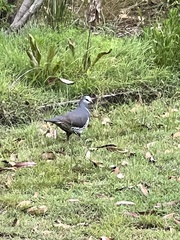 Leucosarcia melanoleuca