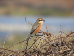 Lanius bucephalus bucephalus