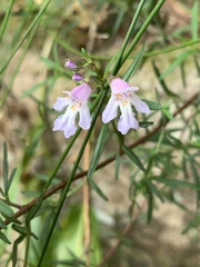 Prostanthera linearis