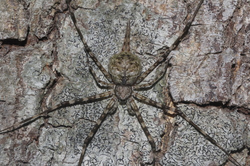 Mexican Two-tailed Spider
