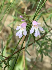 Prostanthera linearis