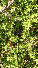 Crassula helmsii