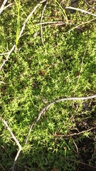 Crassula helmsii