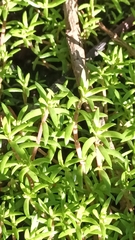 Crassula helmsii