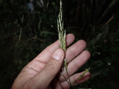 Sorghum × drummondii
