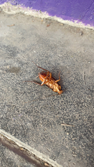 Periplaneta americana
