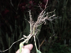Sorghum × drummondii