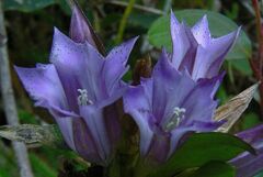 Gentiana cephalantha