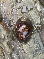 Monetaria caputserpentis