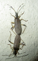 Dicranocephalus caffer