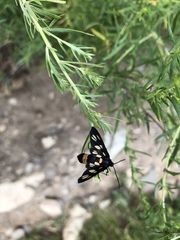 Syntomis ganssuensis