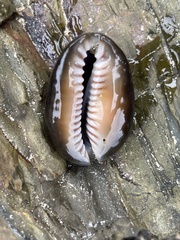 Monetaria caputserpentis