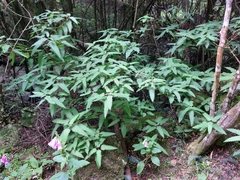 Urtica ferox