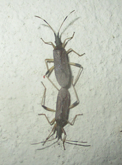 Dicranocephalus caffer