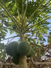 Carica