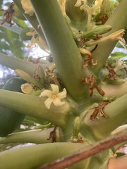 Carica