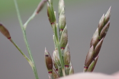 Eriochloa barbatus