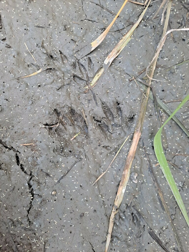 Crab-eating Mongoose In October 2022 By Inatpeshualien001 · Inaturalist