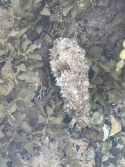 Dolabrifera brazieri