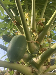 Carica