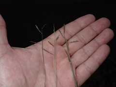 Eriochloa barbatus