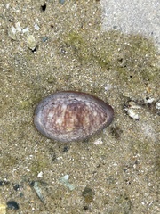 Monetaria caputserpentis