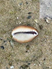 Monetaria caputserpentis