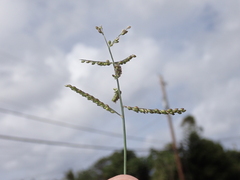 Urochloa reptans
