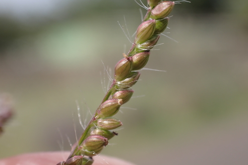 Urochloa reptans observed 2022-12-08