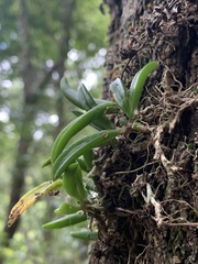 Bulbophyllum shepherdii