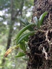 Bulbophyllum shepherdii