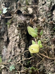 Bulbophyllum shepherdii