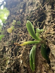 Bulbophyllum shepherdii