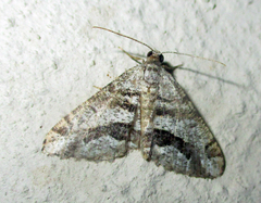 Chiasmia grimmia