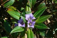 Gentiana cephalantha