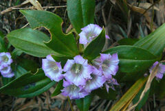 Gentiana cephalantha